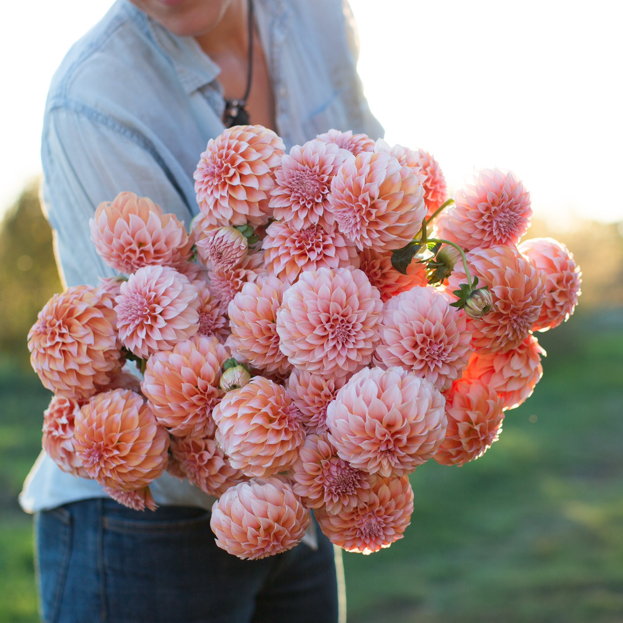 Dahlia Peaches N Cream