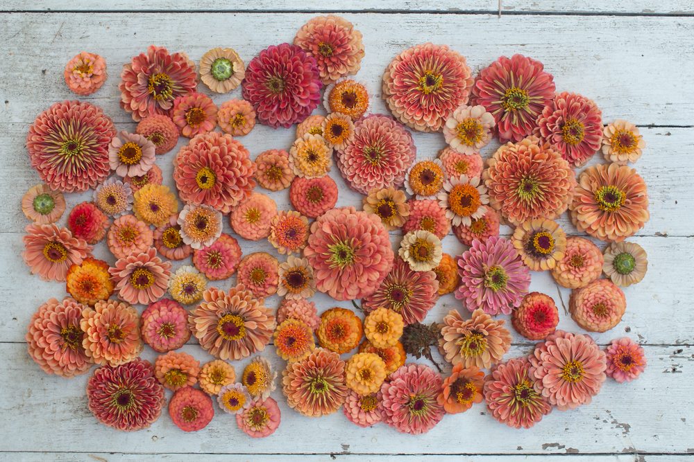 Orange zinnias