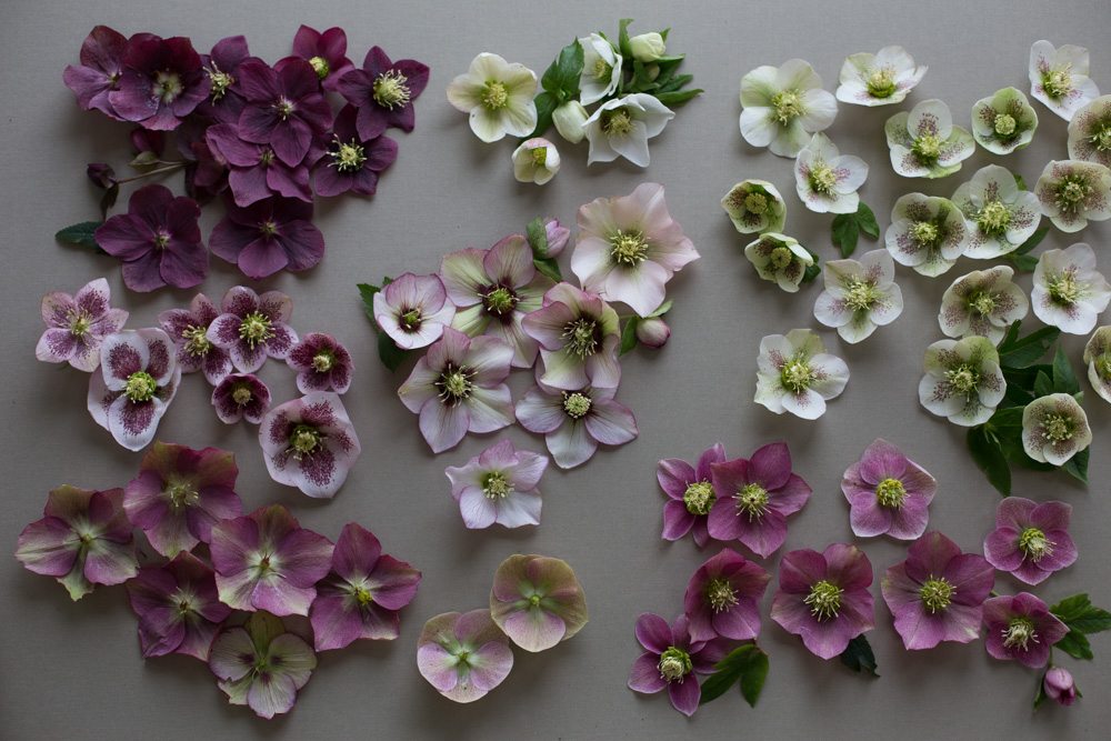 hellebore blooms laid on a table