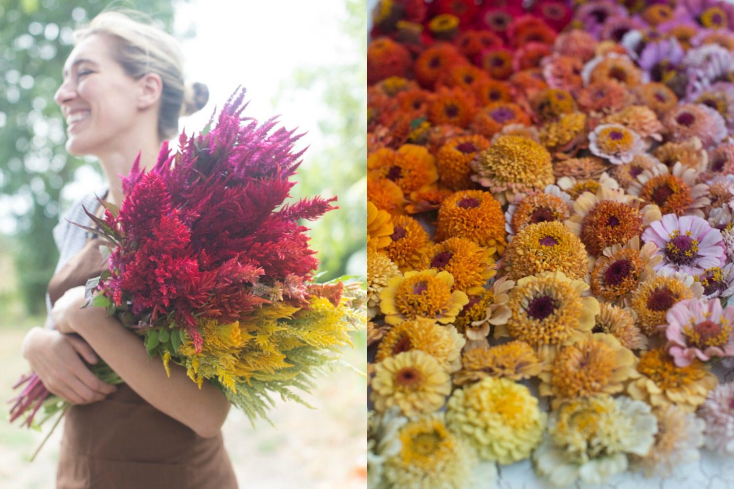 Introducing Floret Seeds Floret Flowers