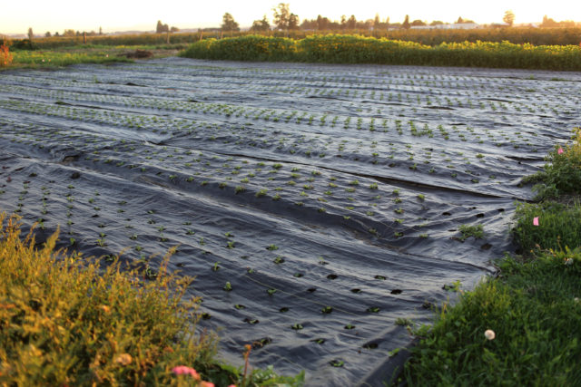 19,5 cm LONG EARTH BOLTS Soil Anchor Attachment Anchor for Anti-weed Sheet Garden Sheet 