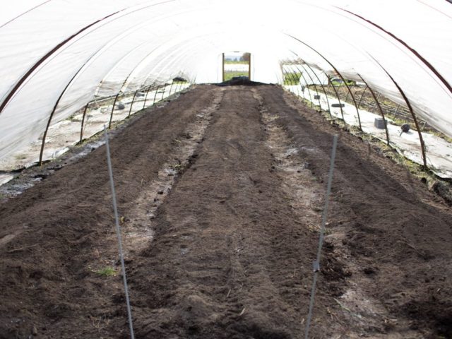 flower beds inside a hoop house with compost added