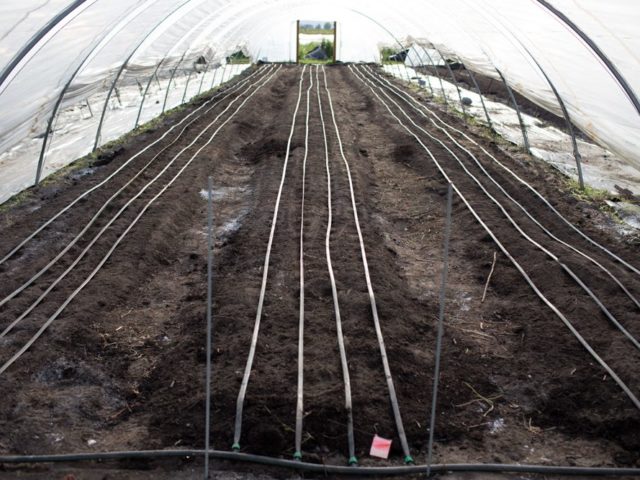 flower beds inside a hoop house with drip irrigation
