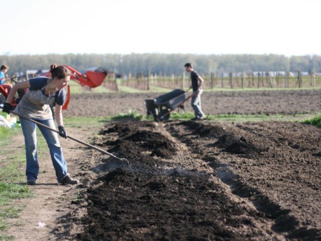 Spreading compost onto garden beds