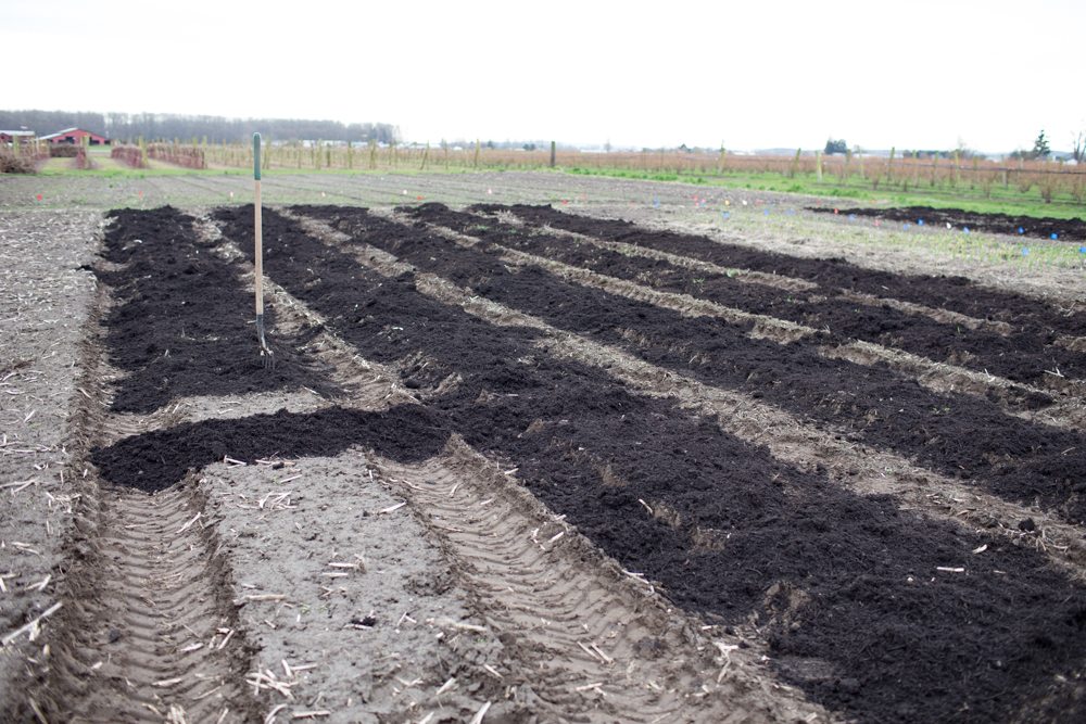 Floret bed preparation adding compost