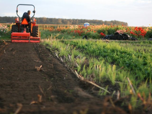 tilling organic compost into flower field