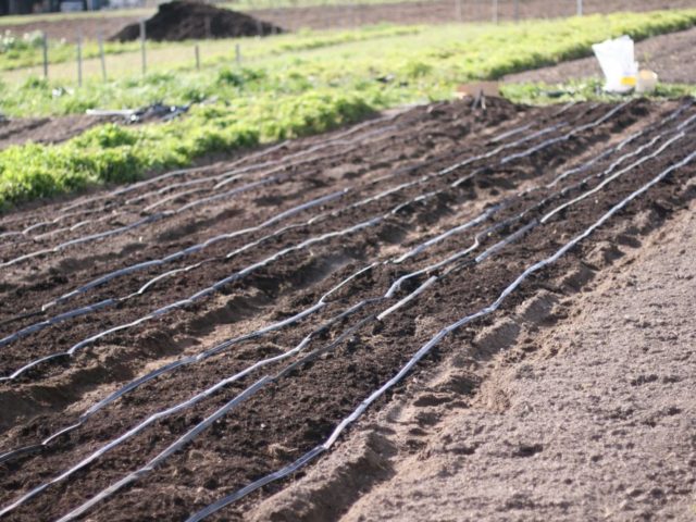 Drip irrigation lines on top of organic compost on garden bed
