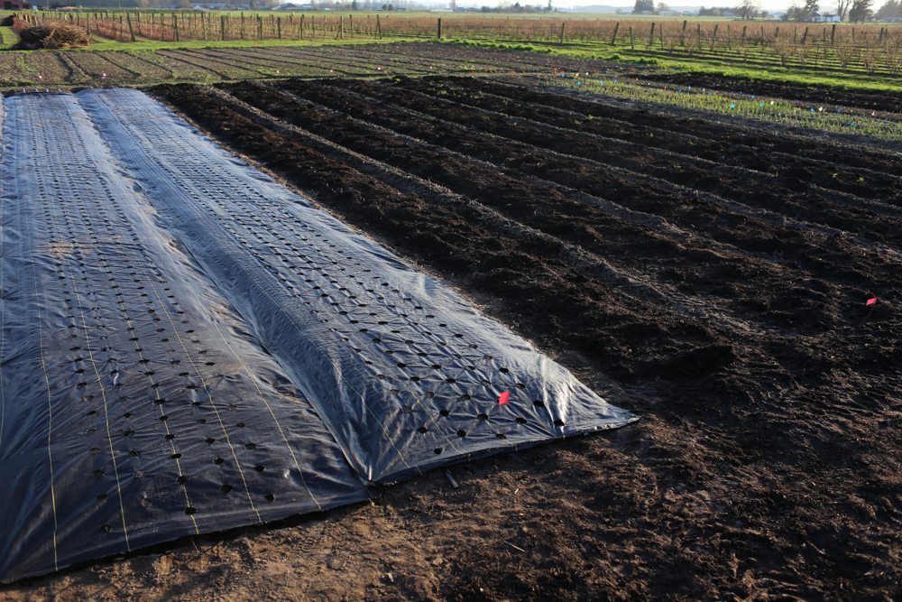 landscape fabric to cover garden beds for weed control