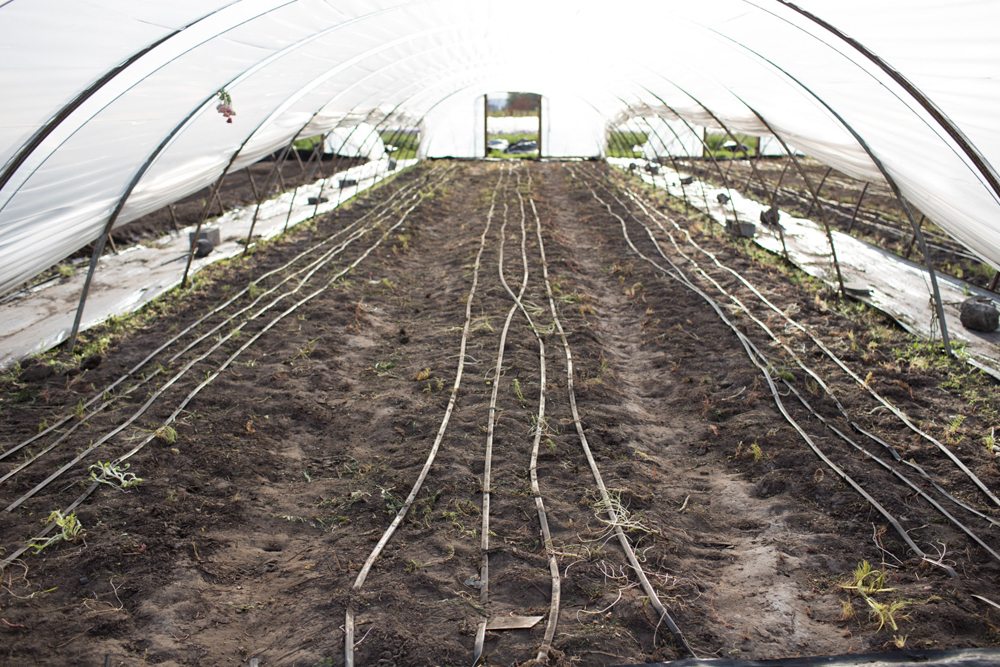 Floret hoop house flower bed soil preparation 