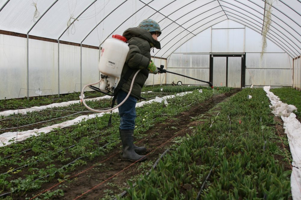 foliar feeding young flowers with compost tea