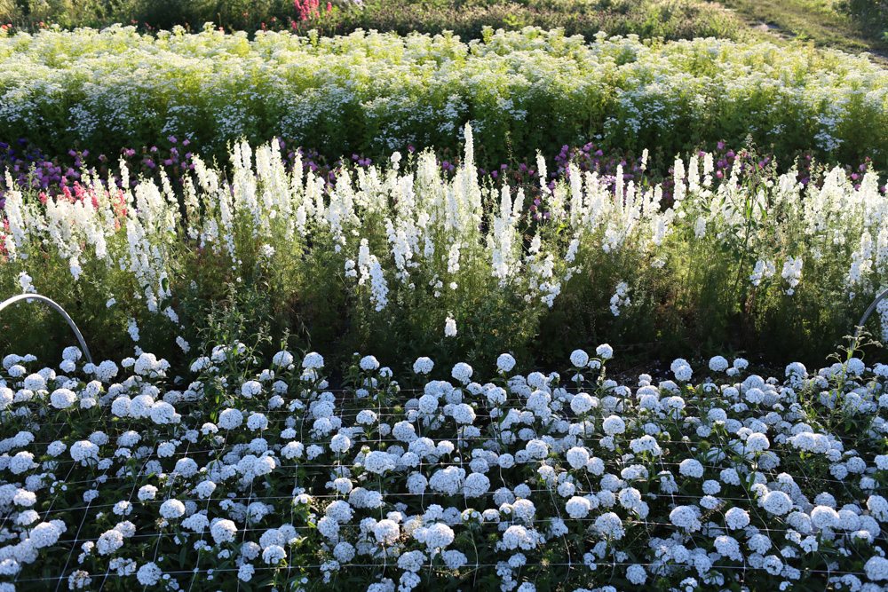 Rows of flowers growing in a field