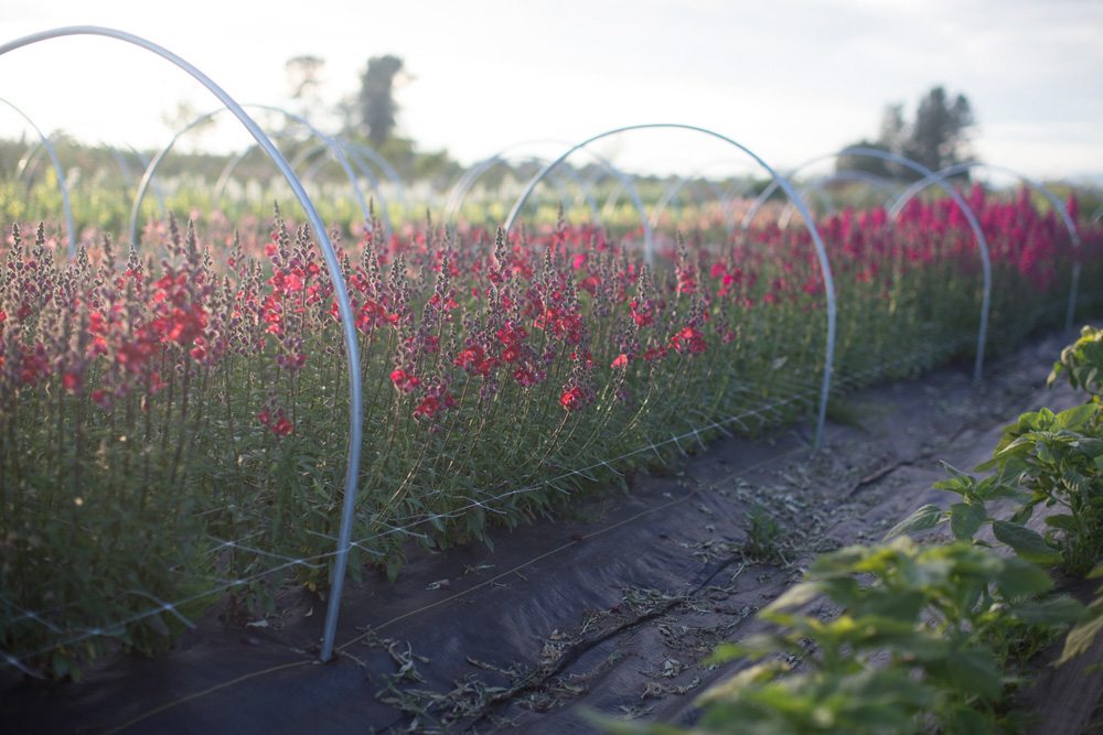 Fix Cut Flowers That Wilt // Cut Flower Gardening with Northlawn Flower  Farms 