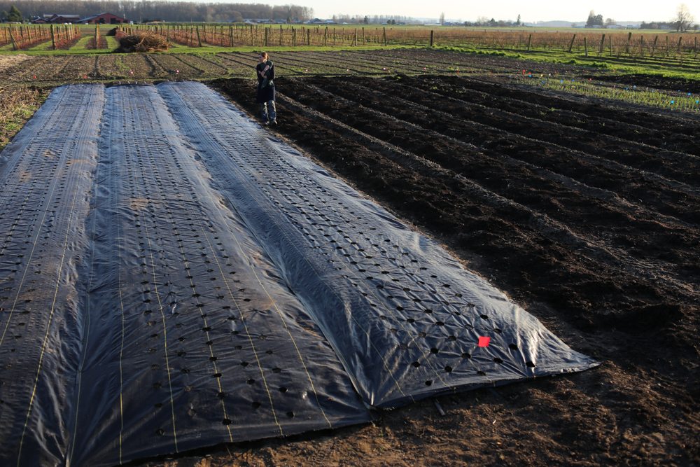 Mulch Tarp Perforated/Not Perforated Pleated 1 MT Polyethylene Cover Sunflower 
