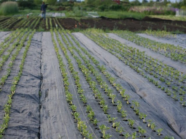 field of seedlings growing in landscape fabric