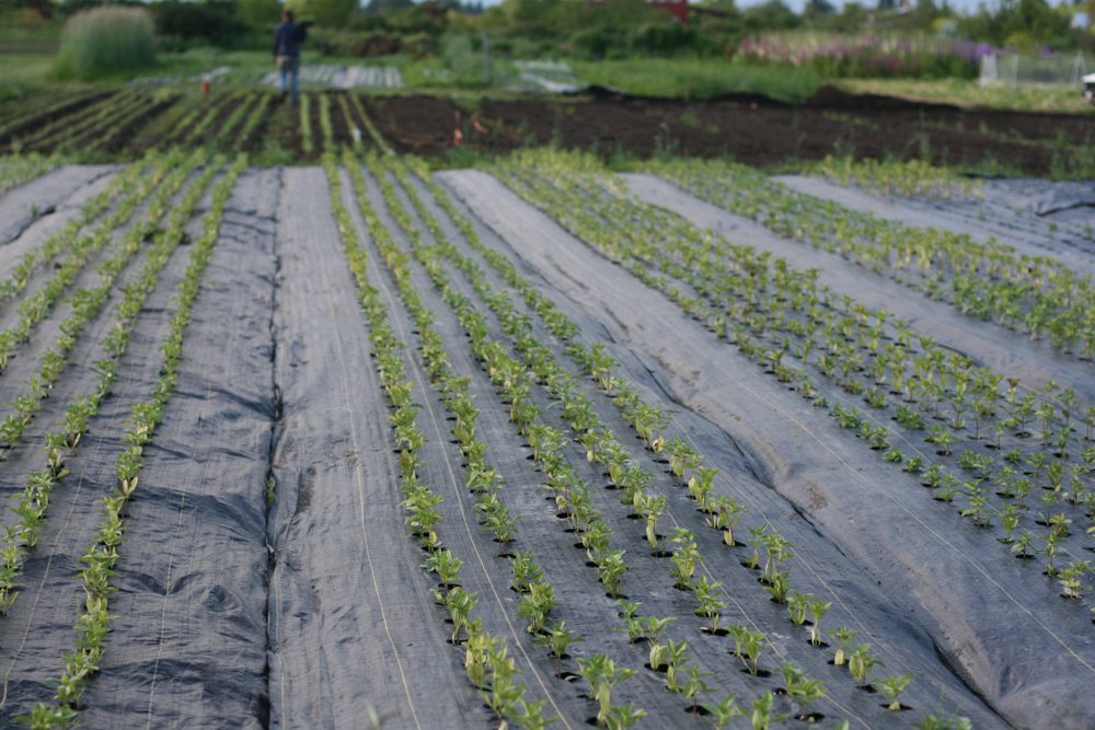 growing with landscape fabric