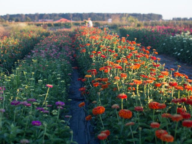 Rows of zinnias growing in a field