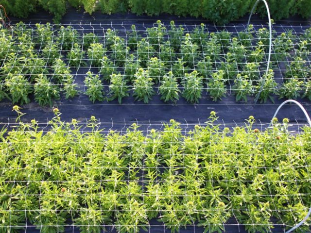 A field of plants