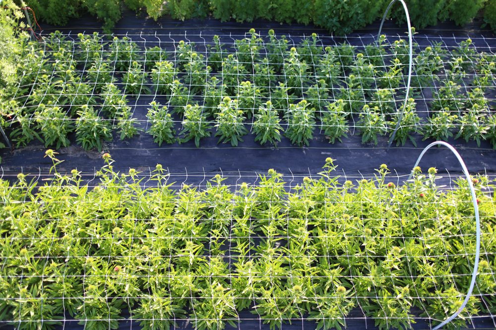 Growing With Landscape Fabric Floret Flowers