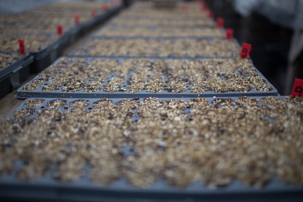 Seeds trays lined up in greenhouse