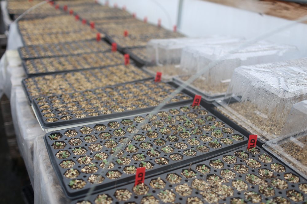 seed starting in trays