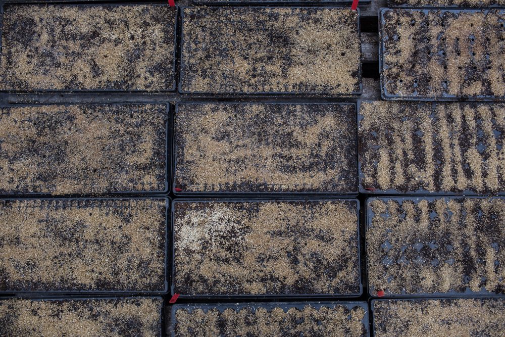 Trays of Floret seeds