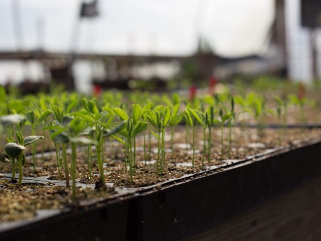 Seedlings sprouting