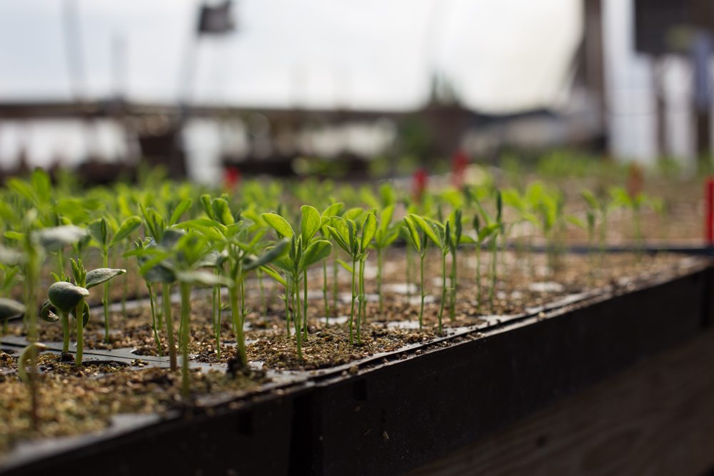 Preparing the Seed Germination Environment