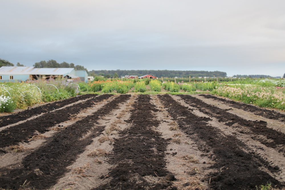 Floret_Succession Planting-12