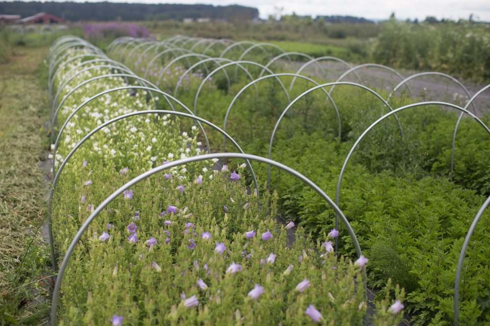 Floret_Succession Planting-15