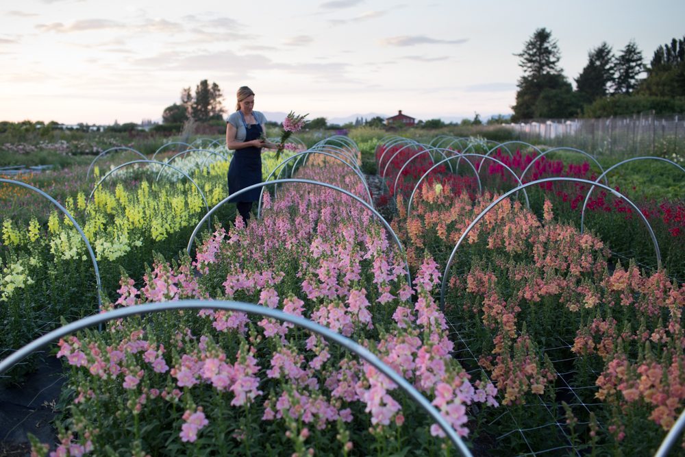 Floret_Succession Planting-16