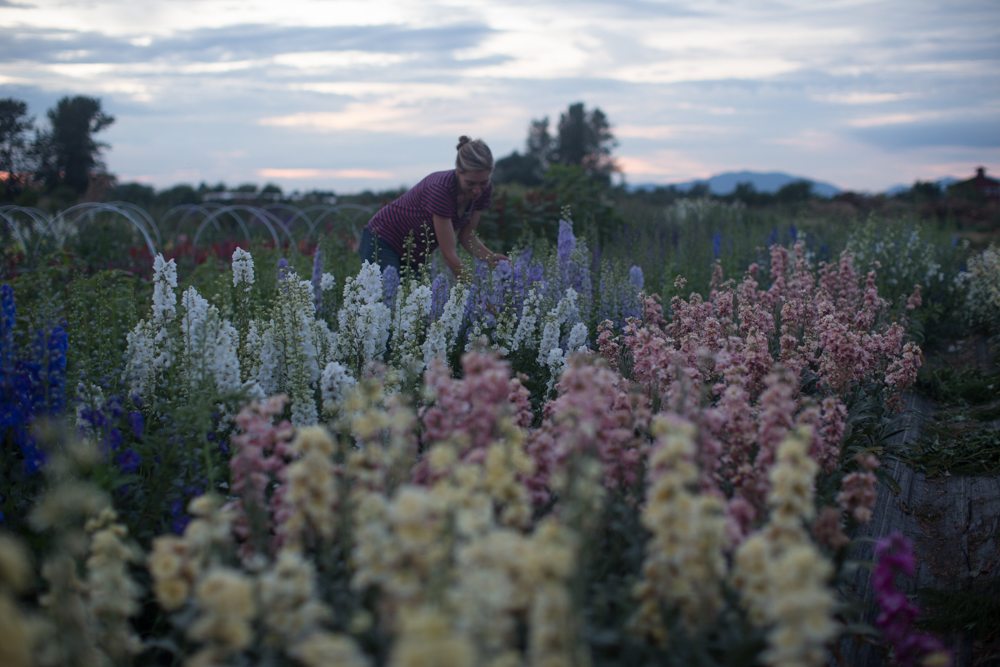 Floret_Succession Planting-18