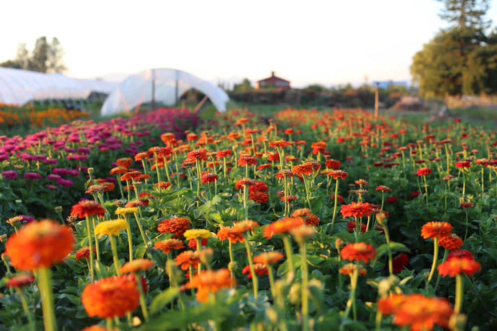 Zinnias growing in a field