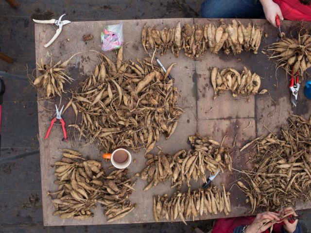 Dahlia tubers being divided on a table