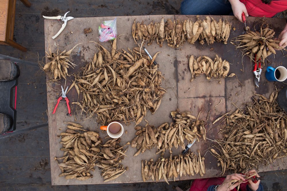 Dahlia tubers being divided on a table