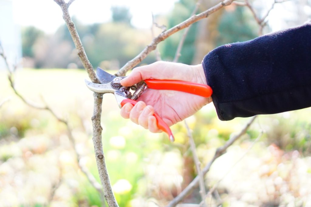 Tools of the trade: 7 essential farmer-florist tools to snip, chop, prune  and lop - Floret Flowers