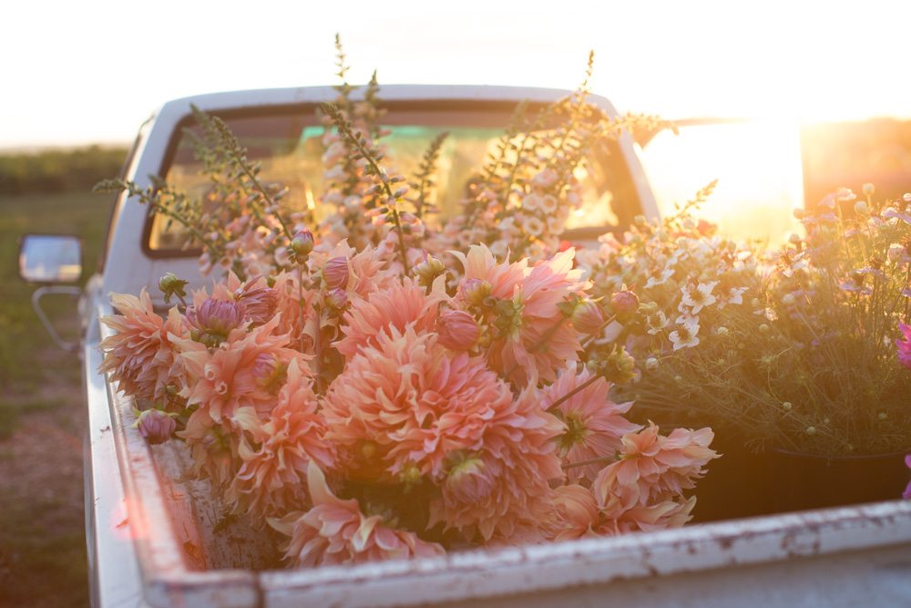 Flowers in the bed of a truck
