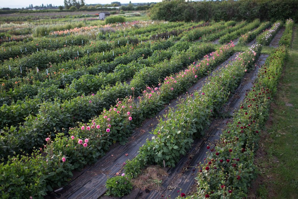 Dahlias growing in a field