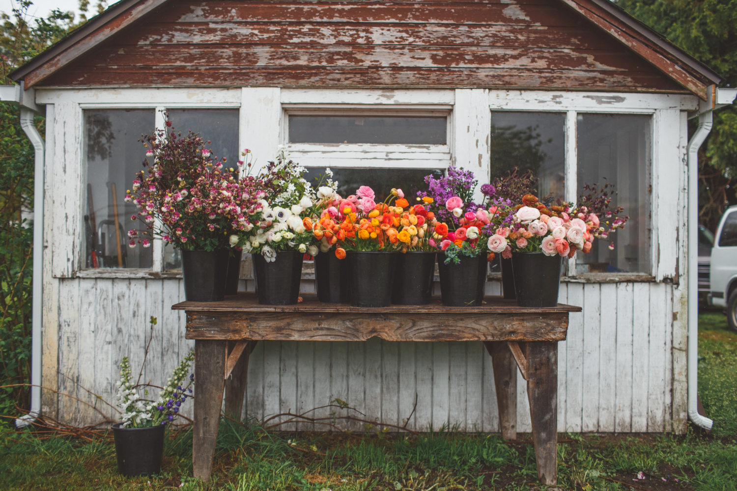 Buckets of flowers in front of a shed