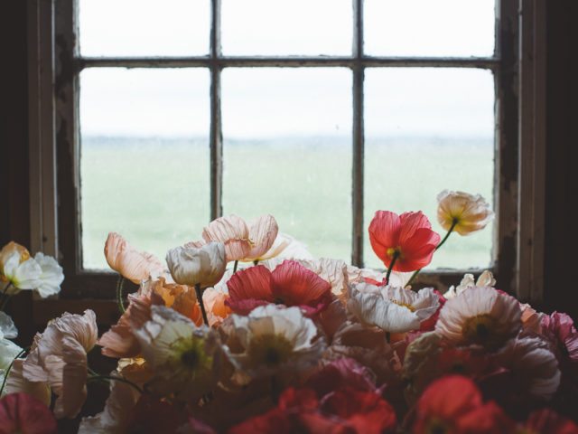 Iceland poppies in a window