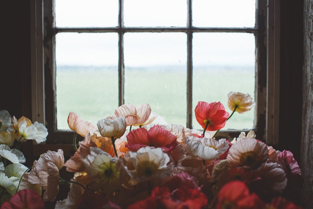 Iceland poppies in a window