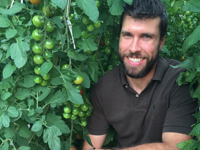 A man in a patch of tomatoes