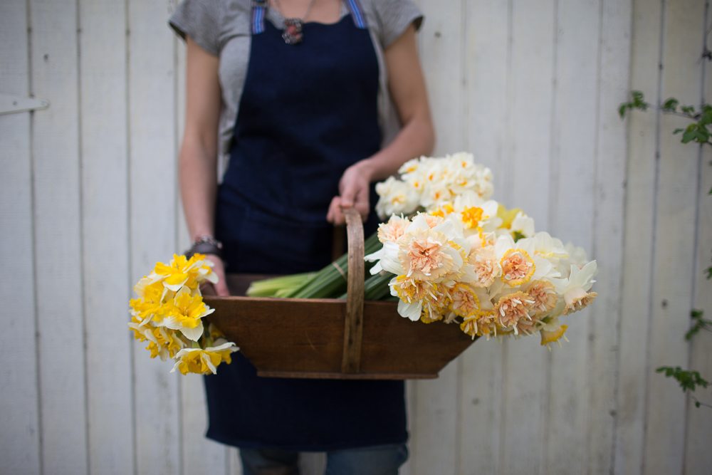 Erin Benzakein holding a basket of daffodils