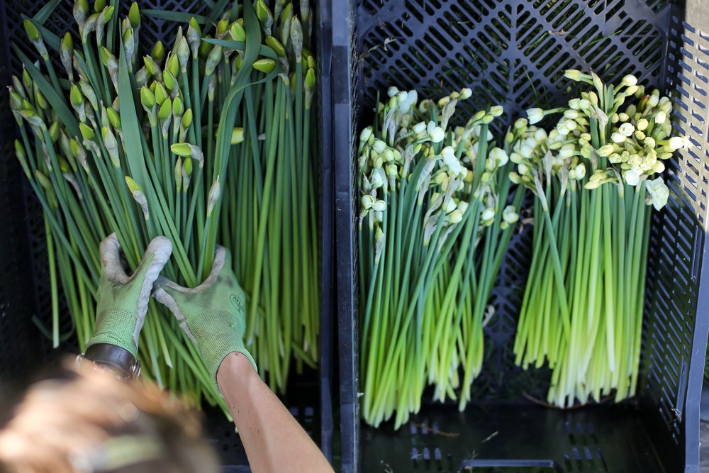 Daffodil buds in crates