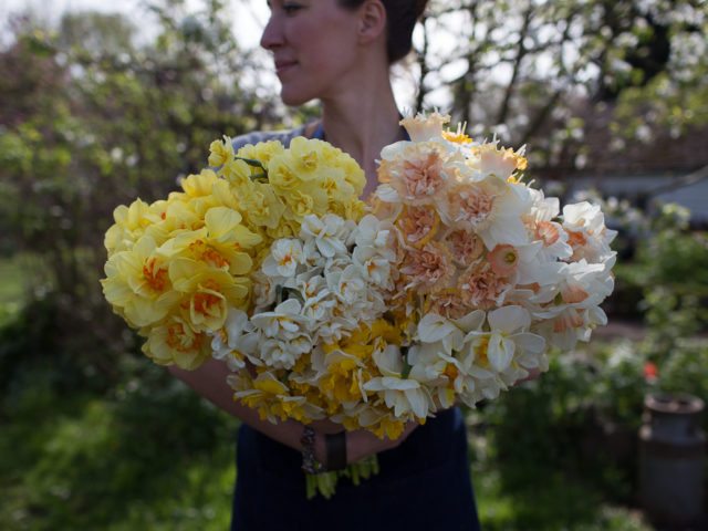 Erin Benzakein holding an armload of daffodils