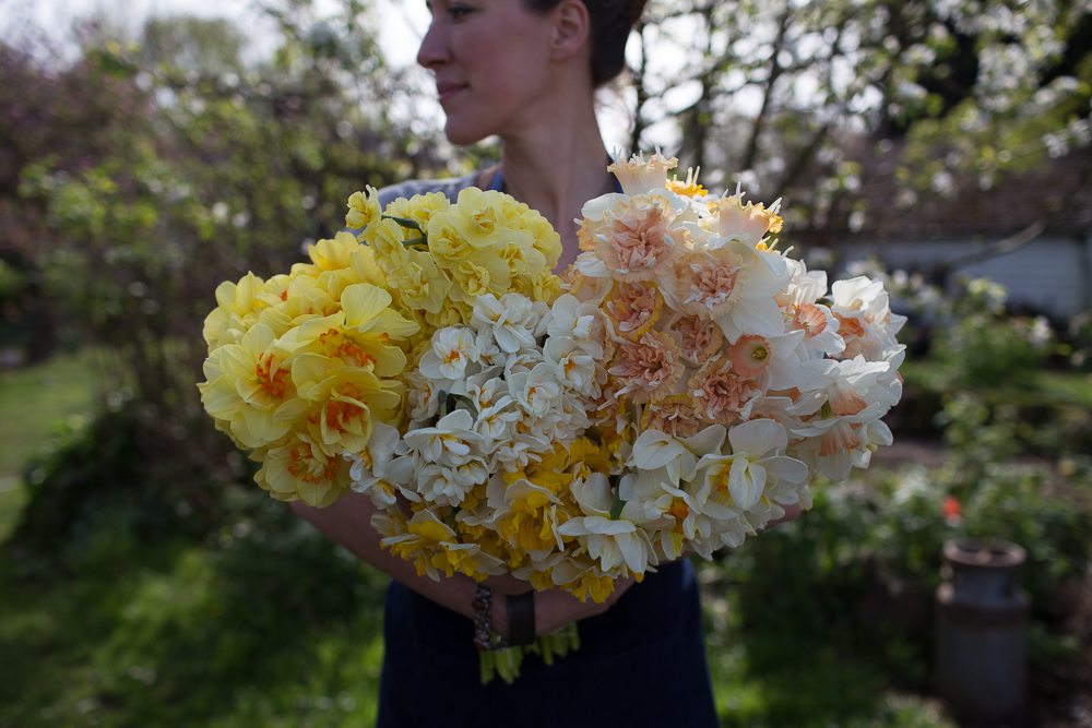 Erin Benzakein holding an armload of daffodils
