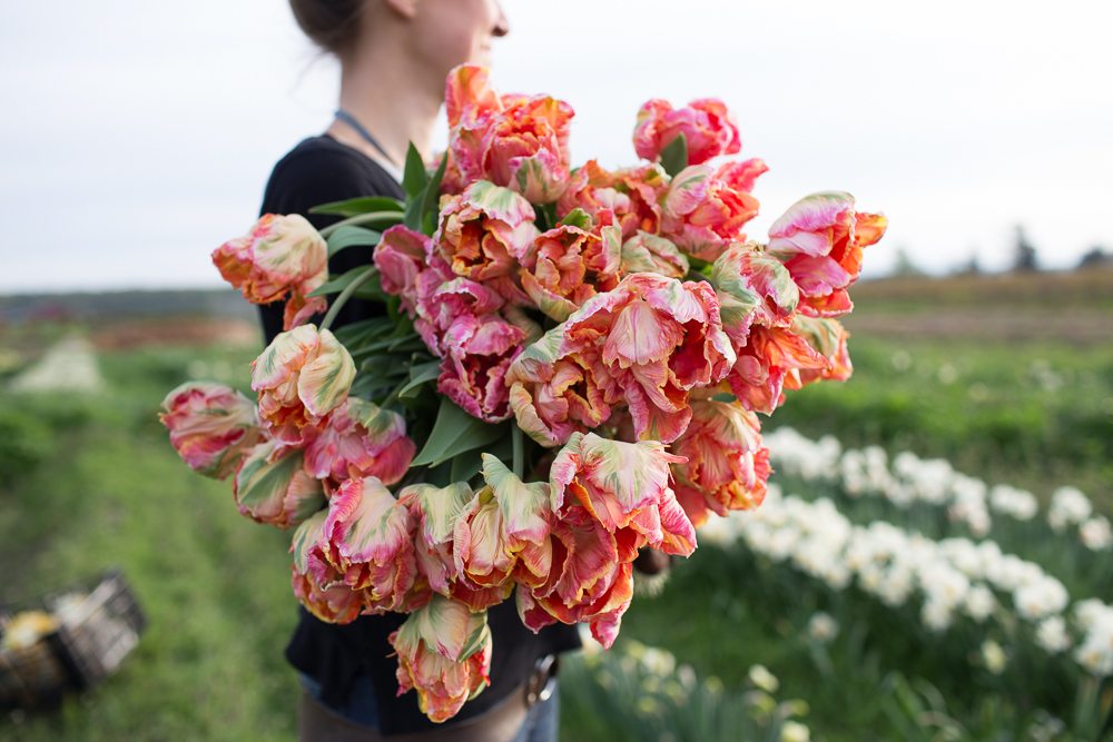 floret_blog_tulips-11
