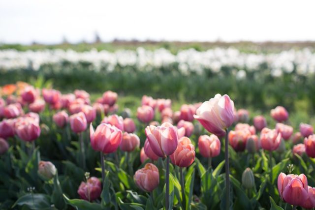 Floret Flower Farm Tulip Field