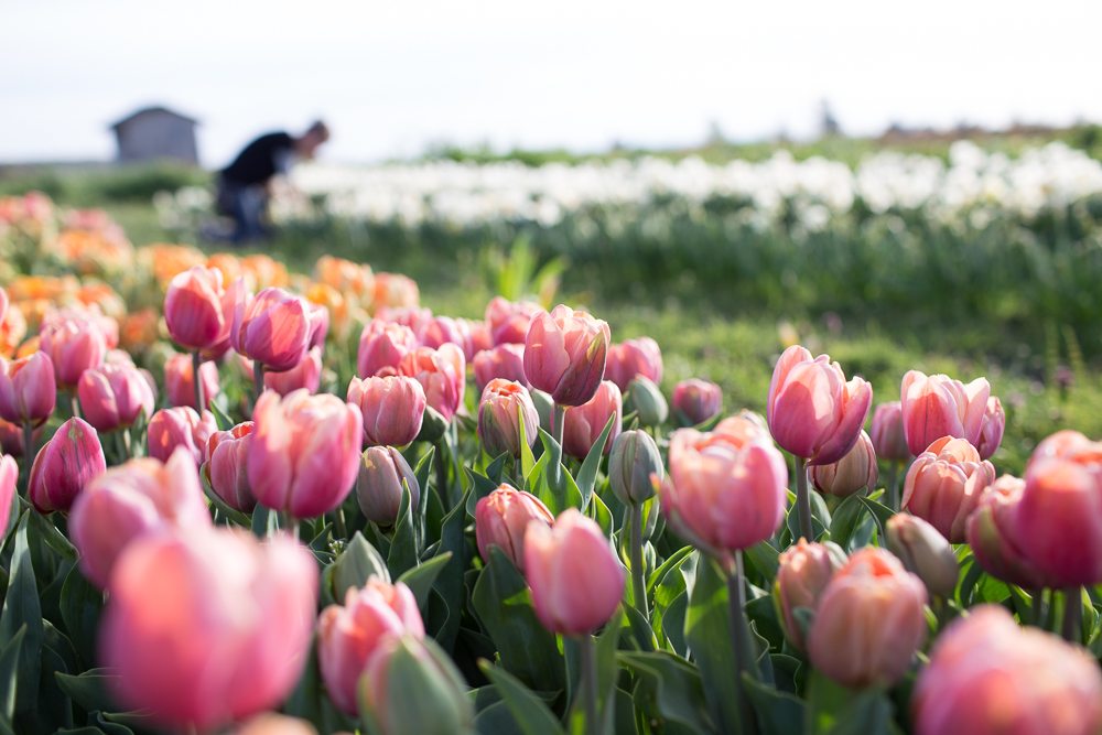 Strawflower Apricot Mix – Floret Flower Farm