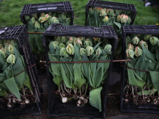 Crates of harvested tulips