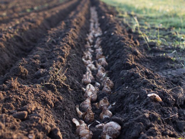 Daffodil bulbs in a trench